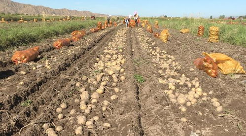 山丹縣推廣全生物可降解地膜 為土壤“凈身”，為環境“減負”，探索土壤污染防治新路徑